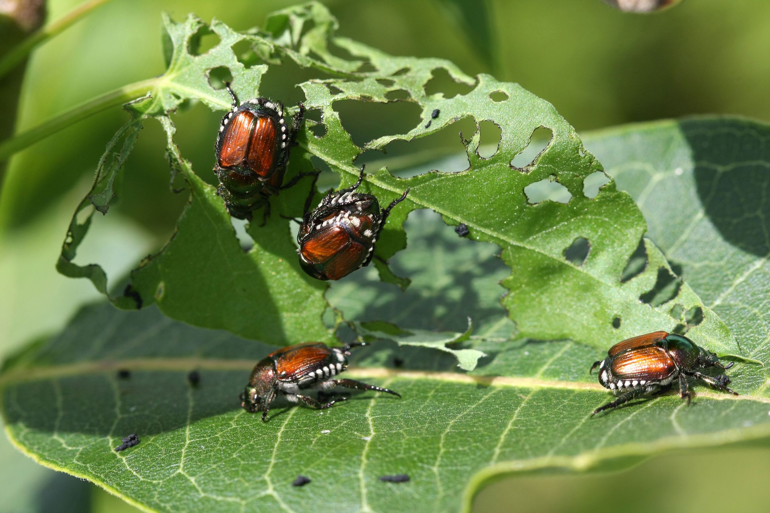 what types of animals eat maple trees