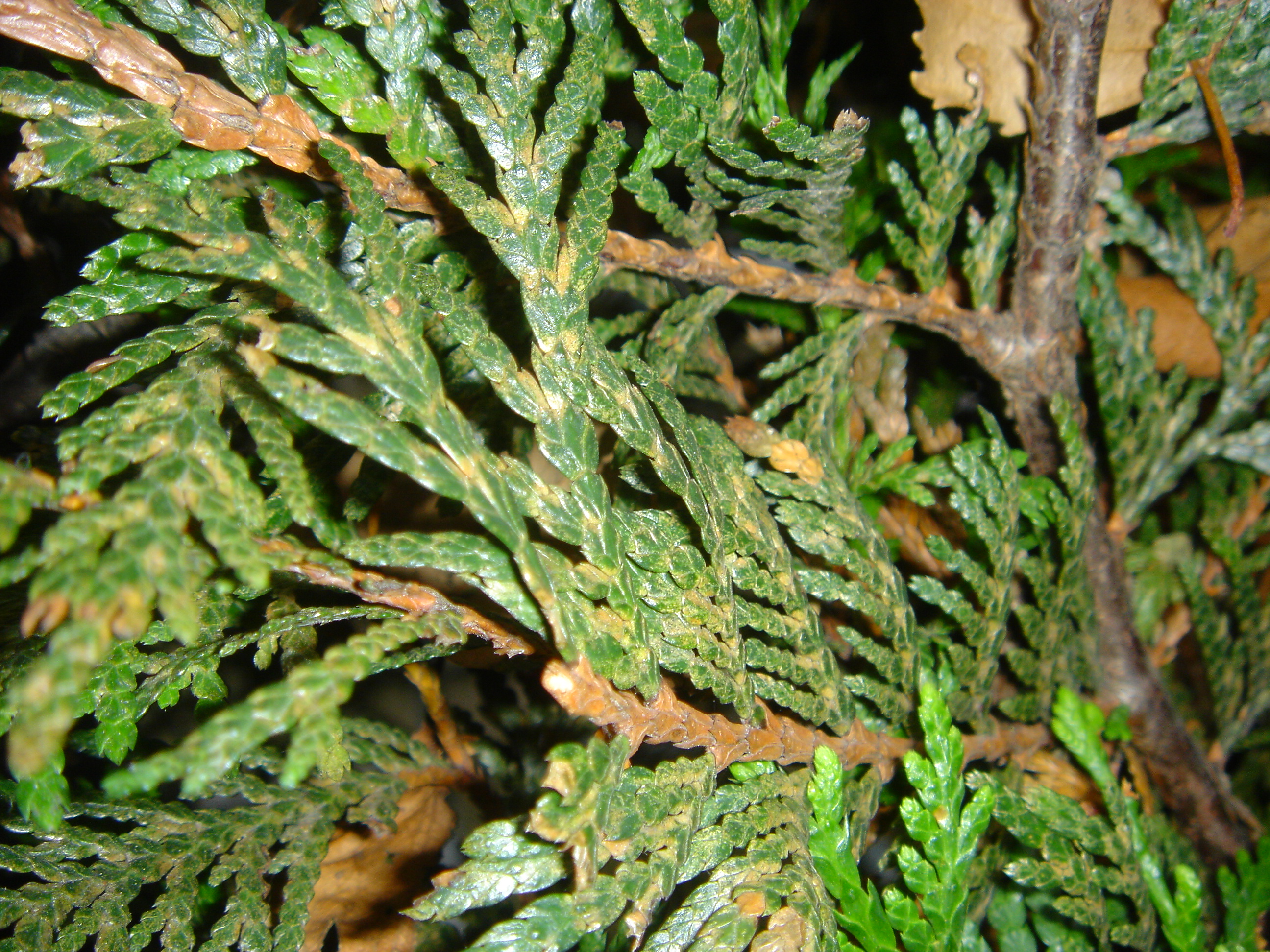 insect tree signs damage cedar diseases pests invaders common mites hedge sucking hiding sight plain